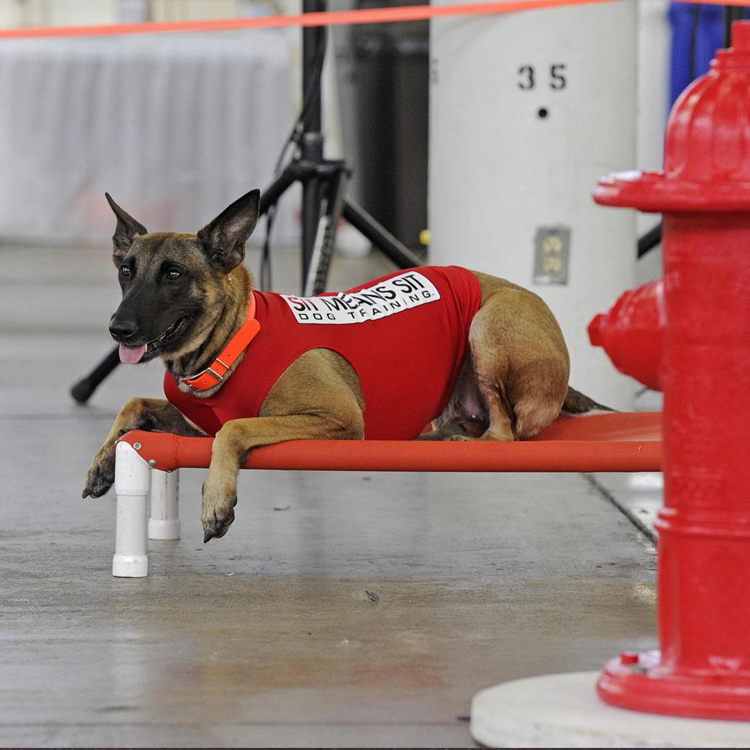 Pet Friendly Sit Means Sit Dog Training Atlanta