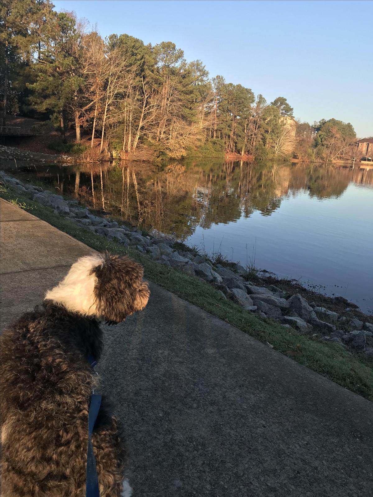 Riley at the lake