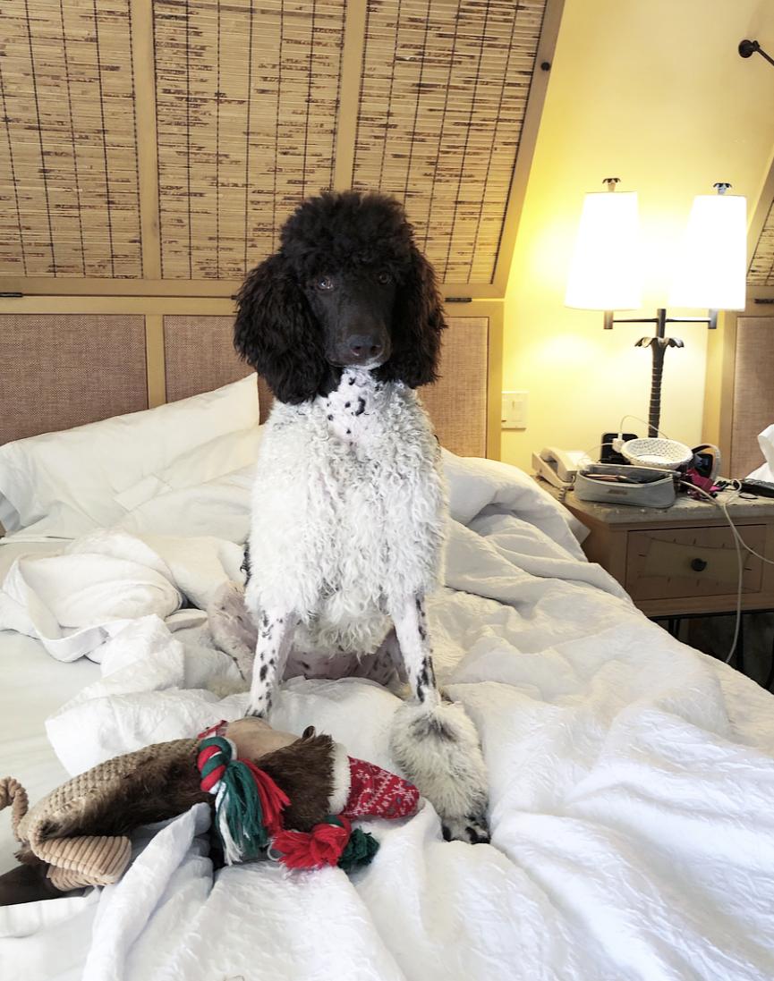Hampton Inn Key Largo Pet Policy