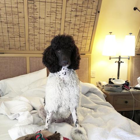 Hampton Inn Key Largo Pet Policy