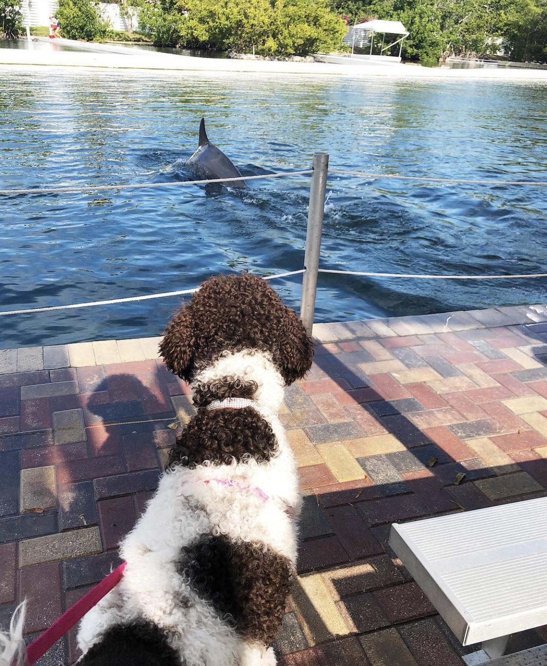 Dog Friendly Islamorada Fl Bring Fido