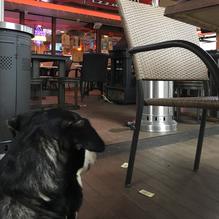 Red Zeppelin Pizza restaurant view 5