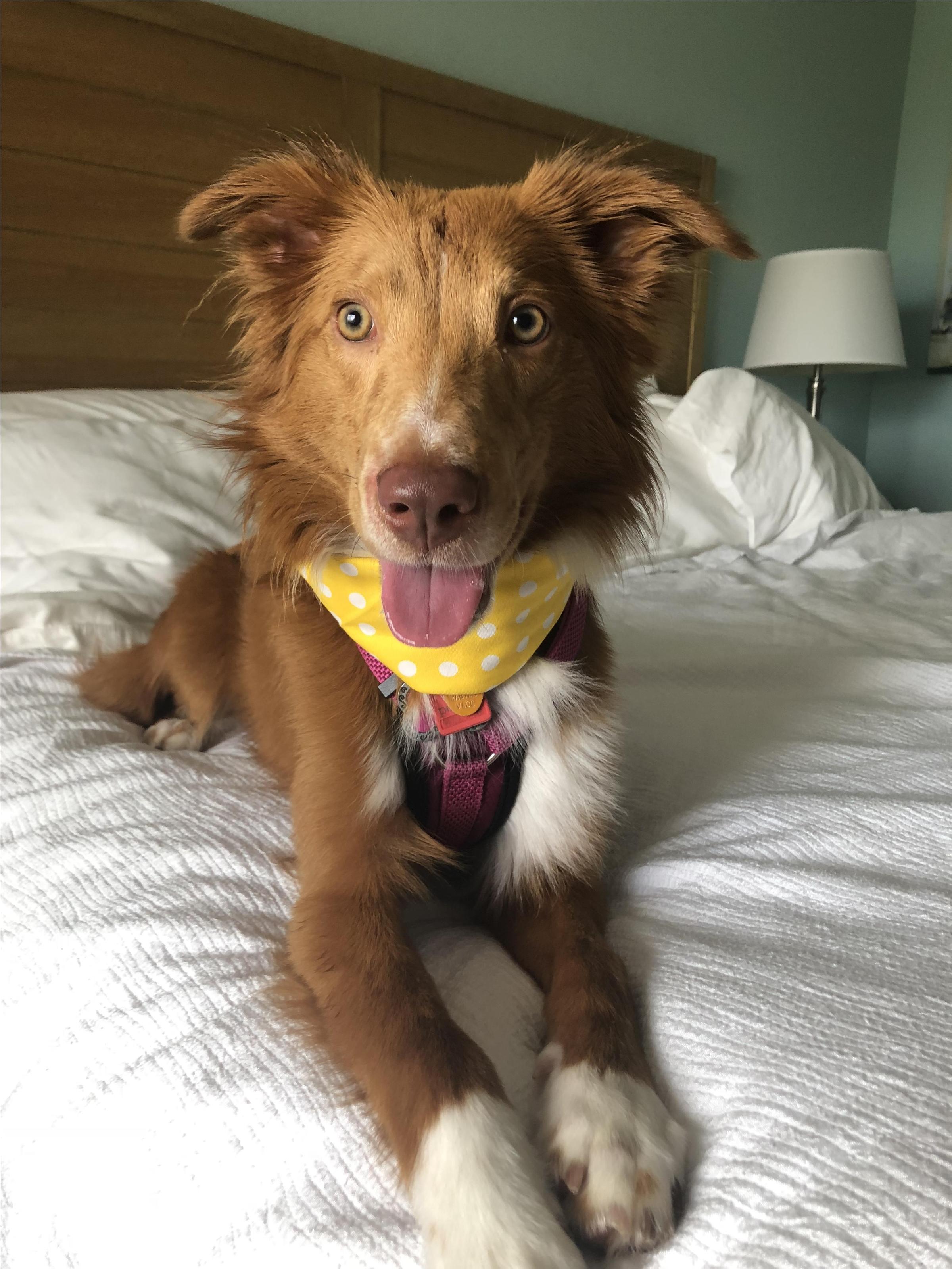 Holiday Inn Resort Jekyll Island Pet Policy