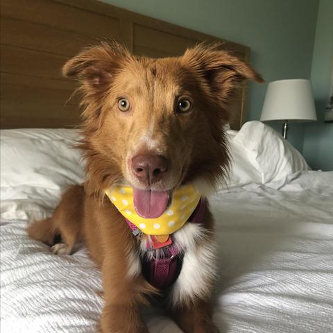 Holiday Inn Resort Jekyll Island Pet Policy