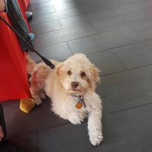 LuLu California Bistro restaurant view 3