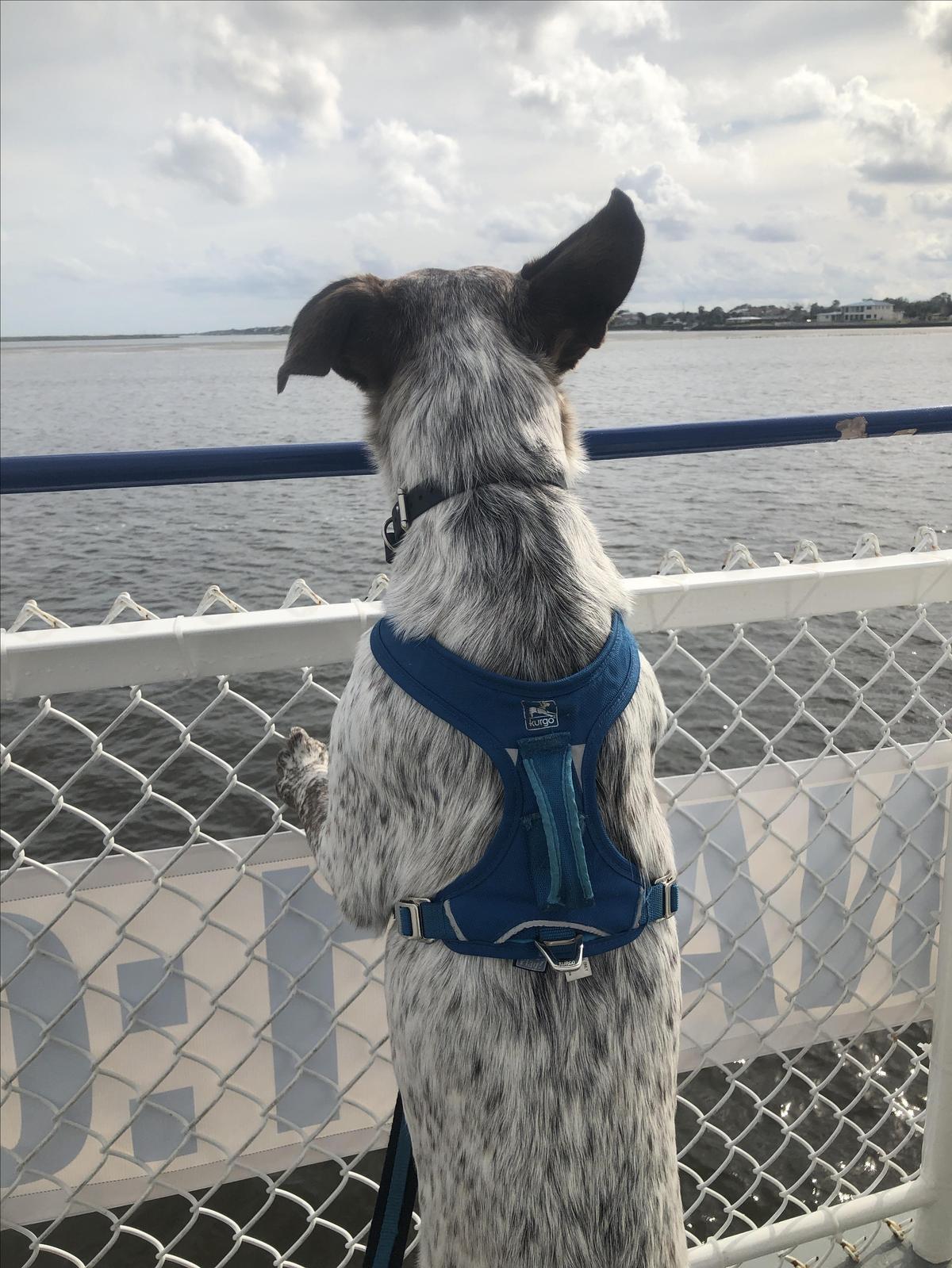 My Little Adventurer