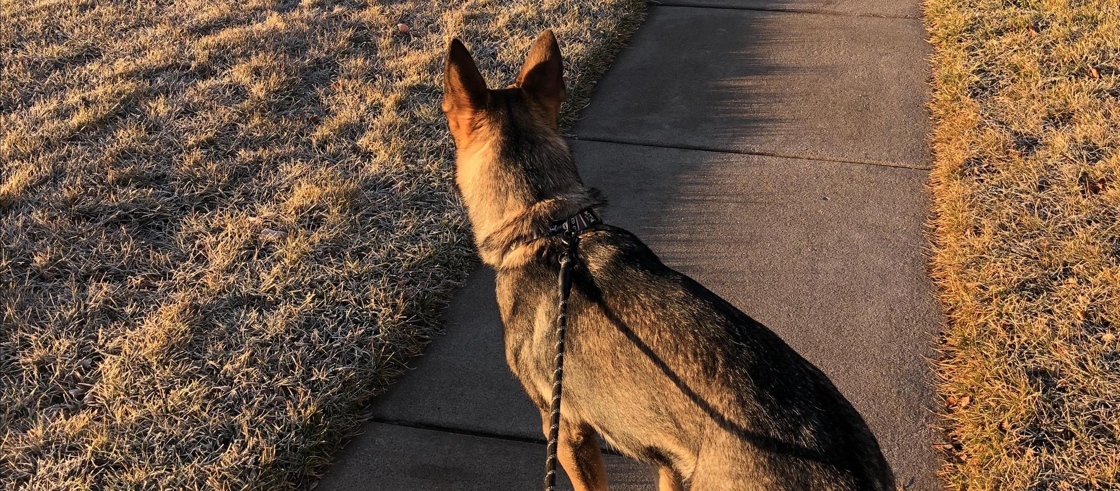Dog Friendly Le Claire, IA
