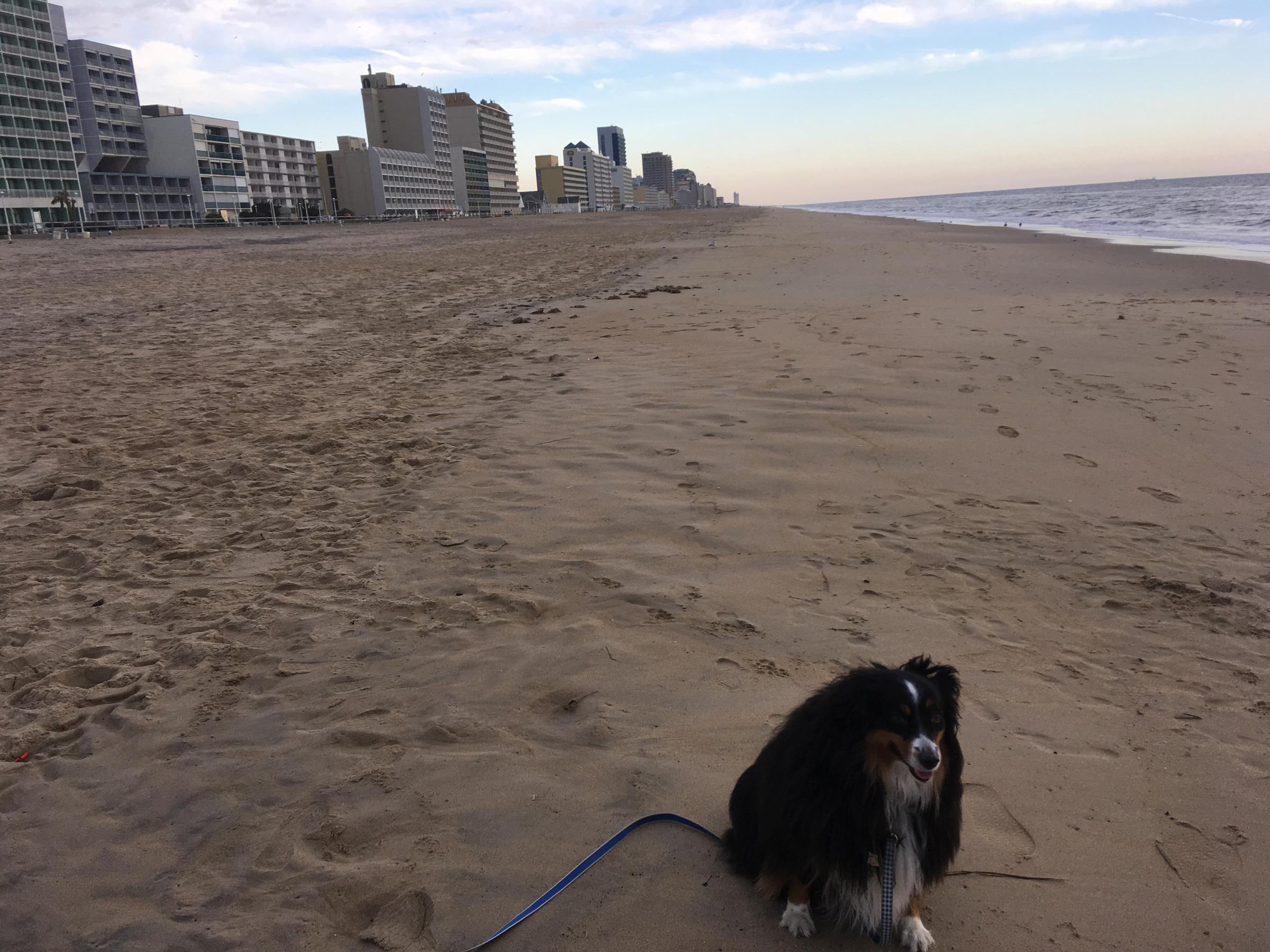 Dog Friendly Virginia Beach Va