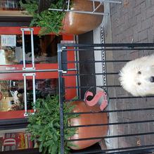 Spoons Cafe restaurant view 1