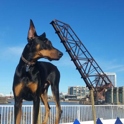 Paulas pooch palace clearance