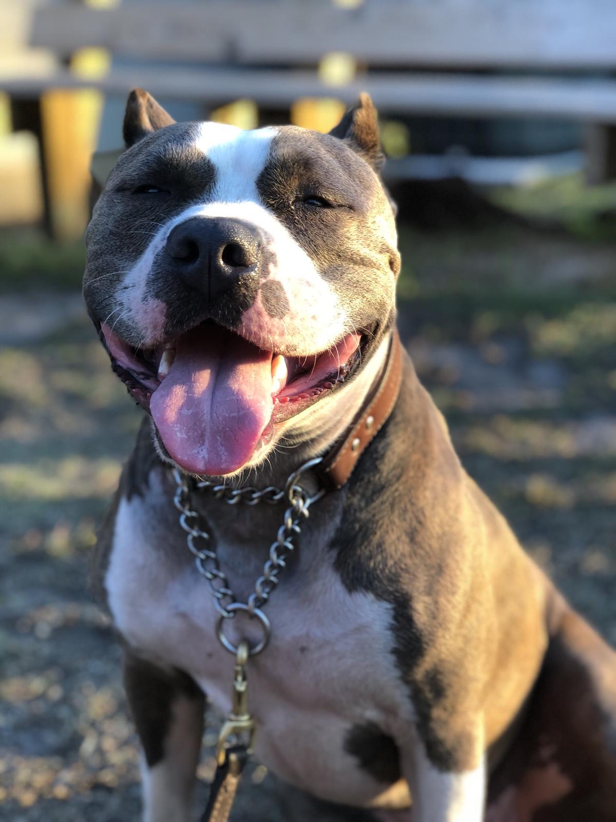 Surf City Community Center Dog Park