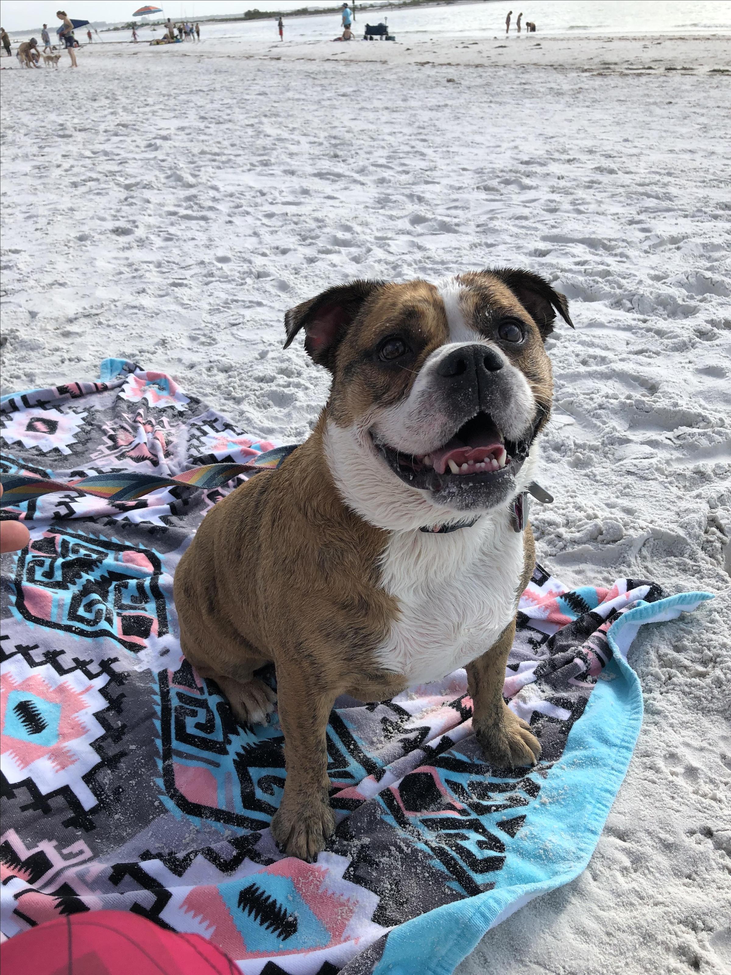 Dog Friendly Dunedin Fl Bring Fido