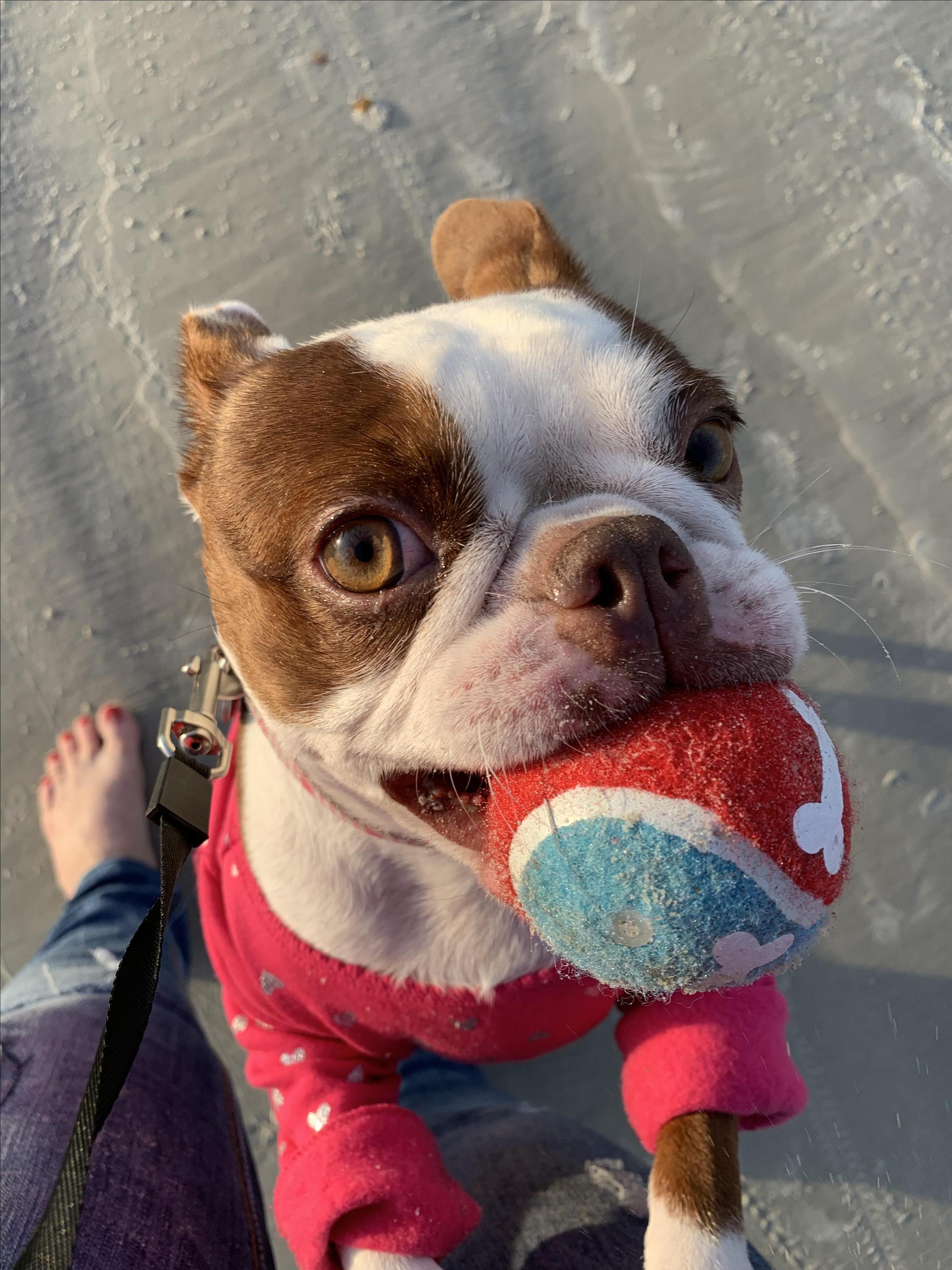 Dog Friendly Saint Augustine Beach Fl Bring Fido