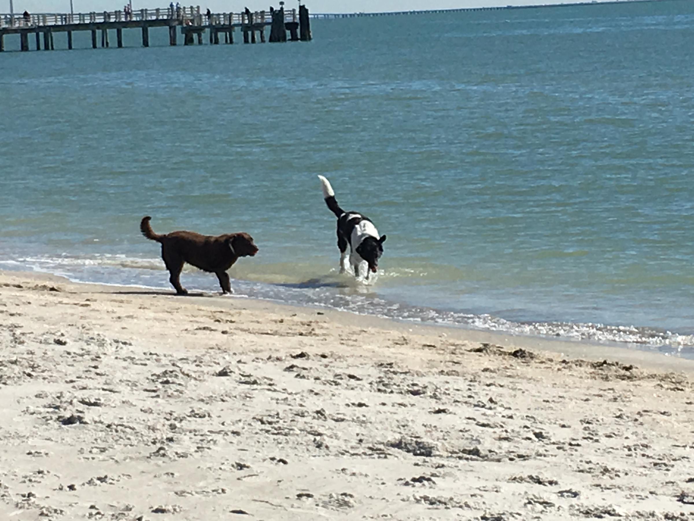 Fort De Soto Dog Beach Park
