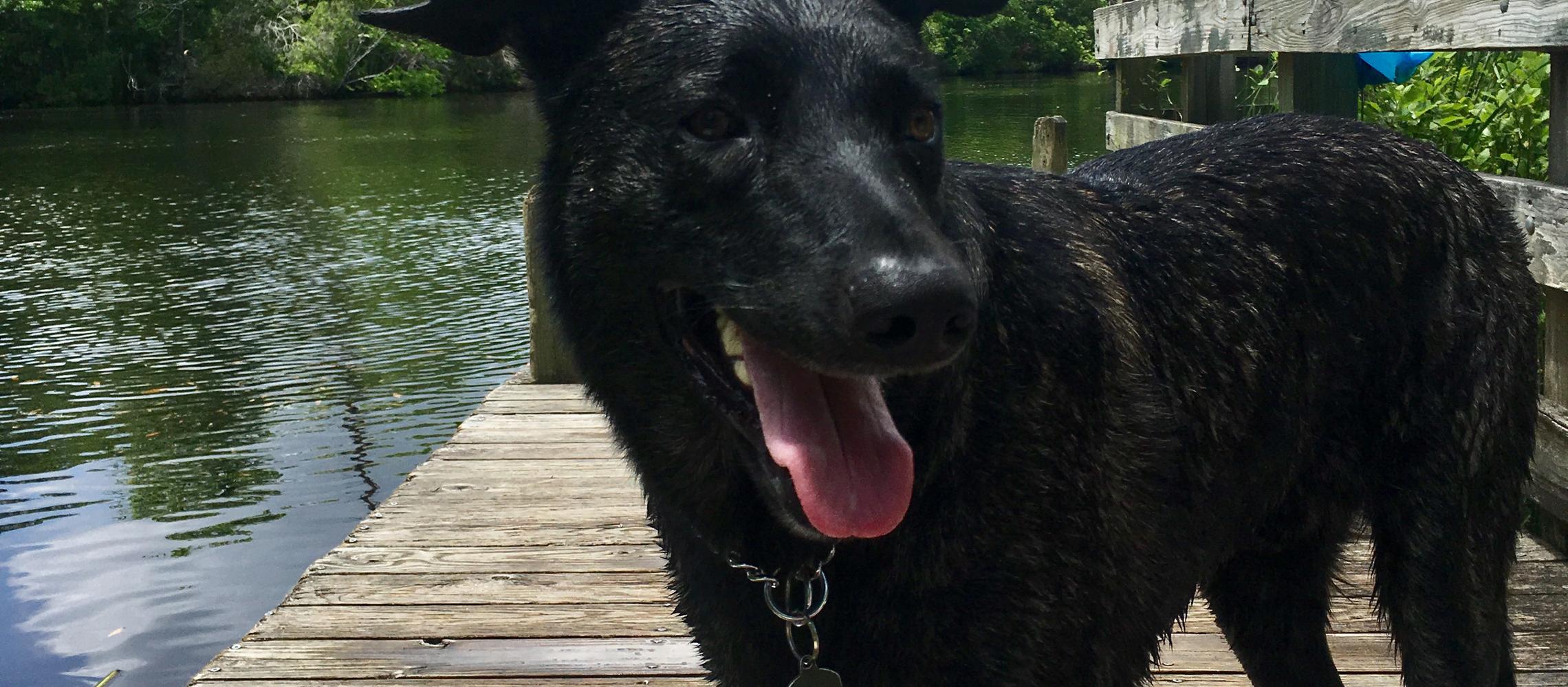 Dog Friendly Havelock, NC