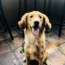 Fresh Agave Mexican Bar & Grill restaurant view 3