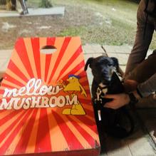 Mellow Mushroom restaurant view 1