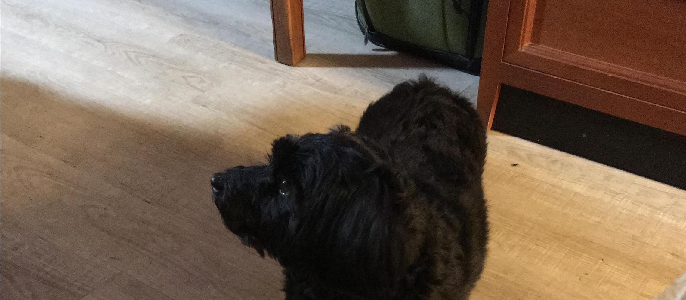 Dog Friendly Colonial Heights, VA