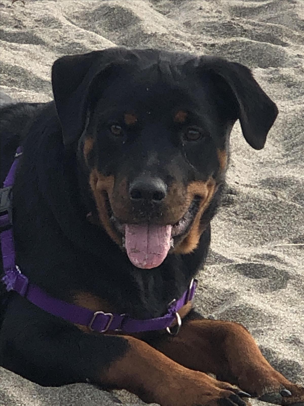 Luna’s Fist Time To The Beach