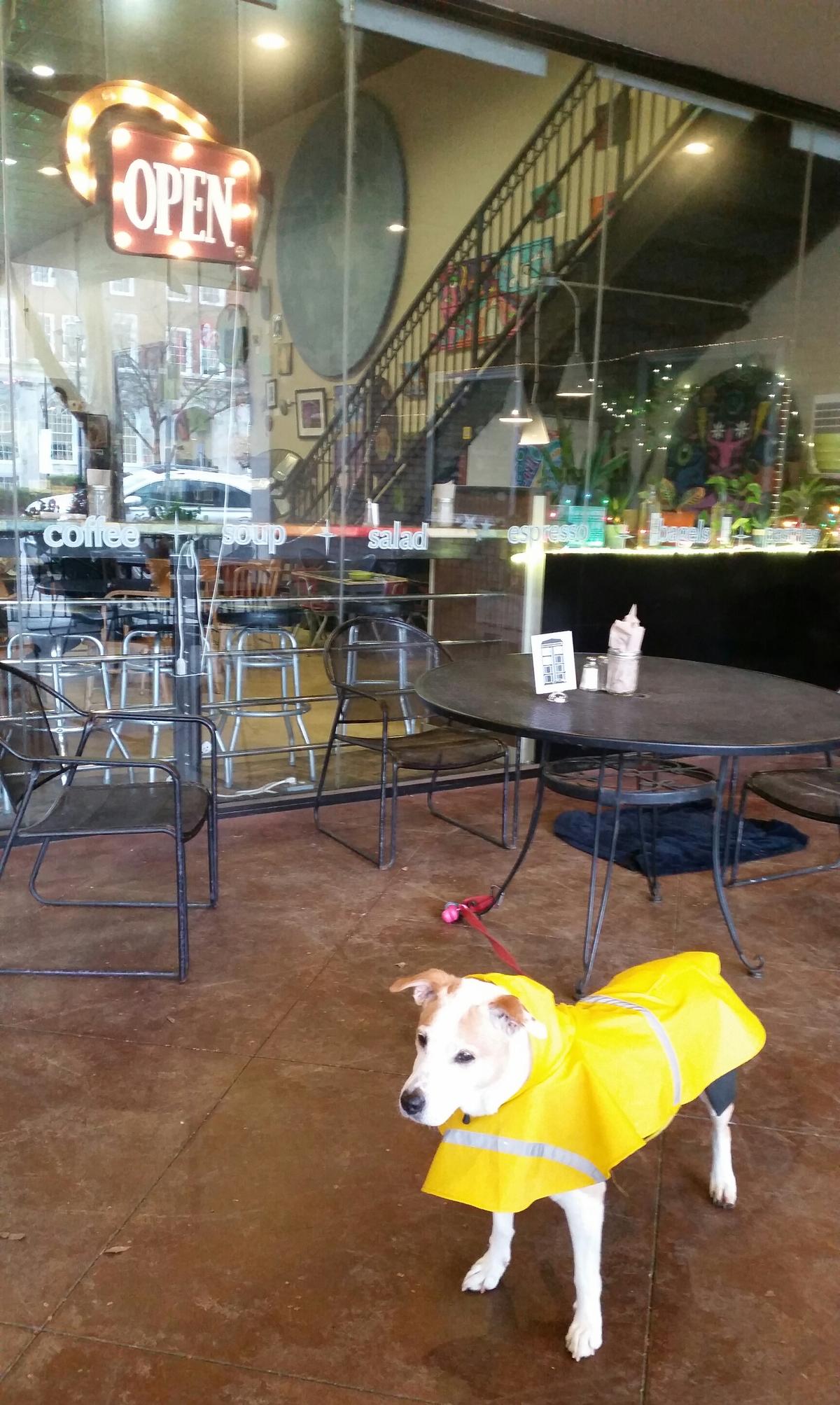New Moon Cafe restaurant view 13