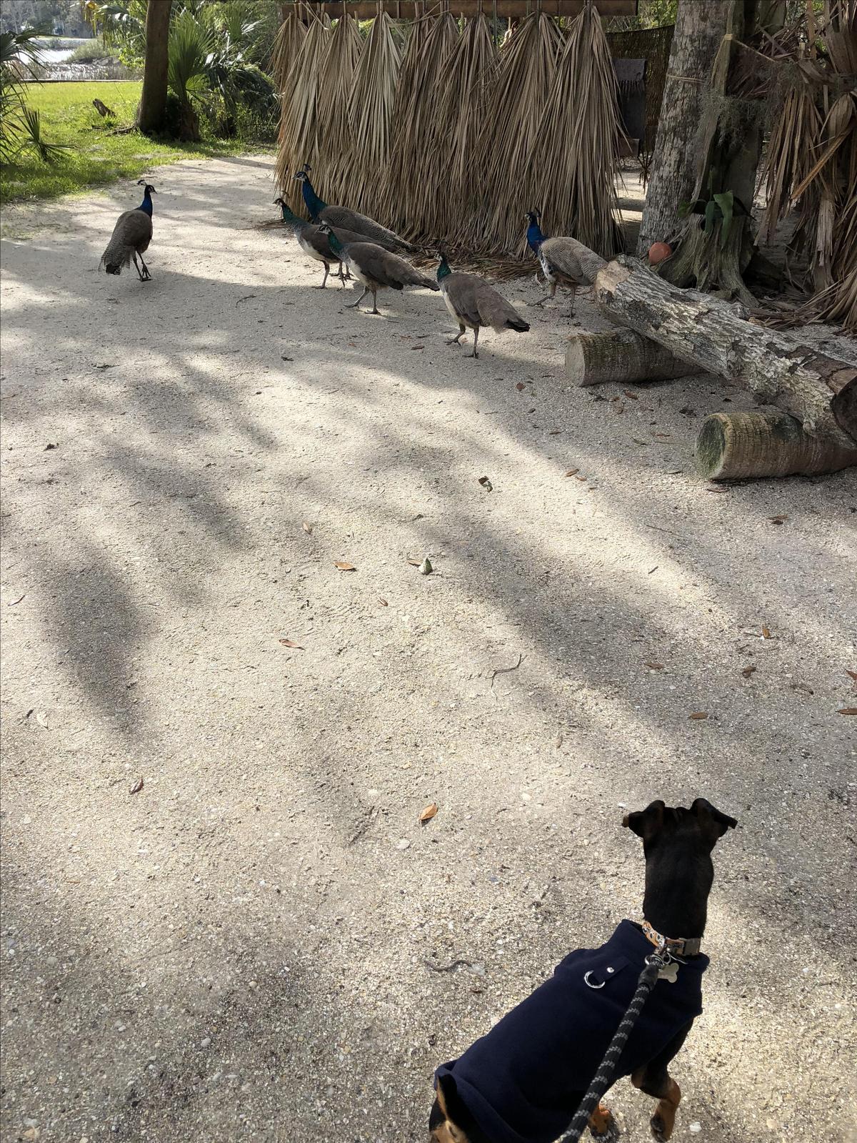 Birds