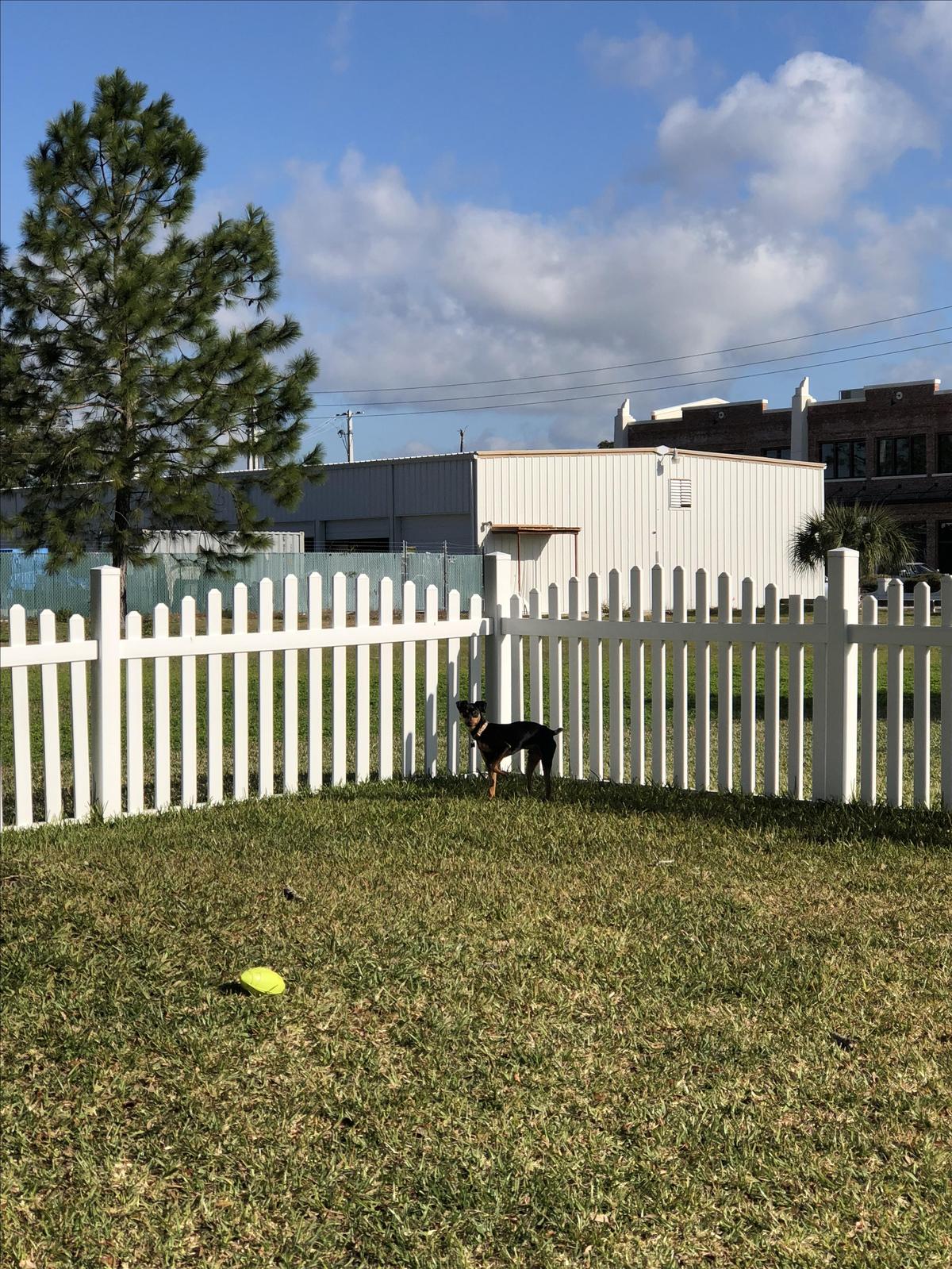 Checking Out The Yard