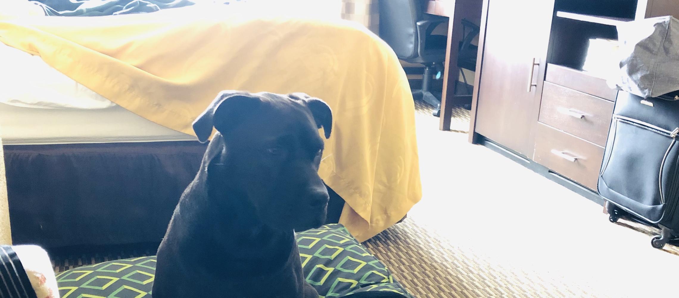 Dog Friendly La Grange, KY