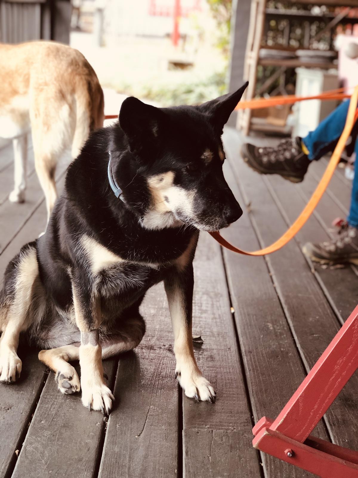 Sweet Pups at Apple Valley
