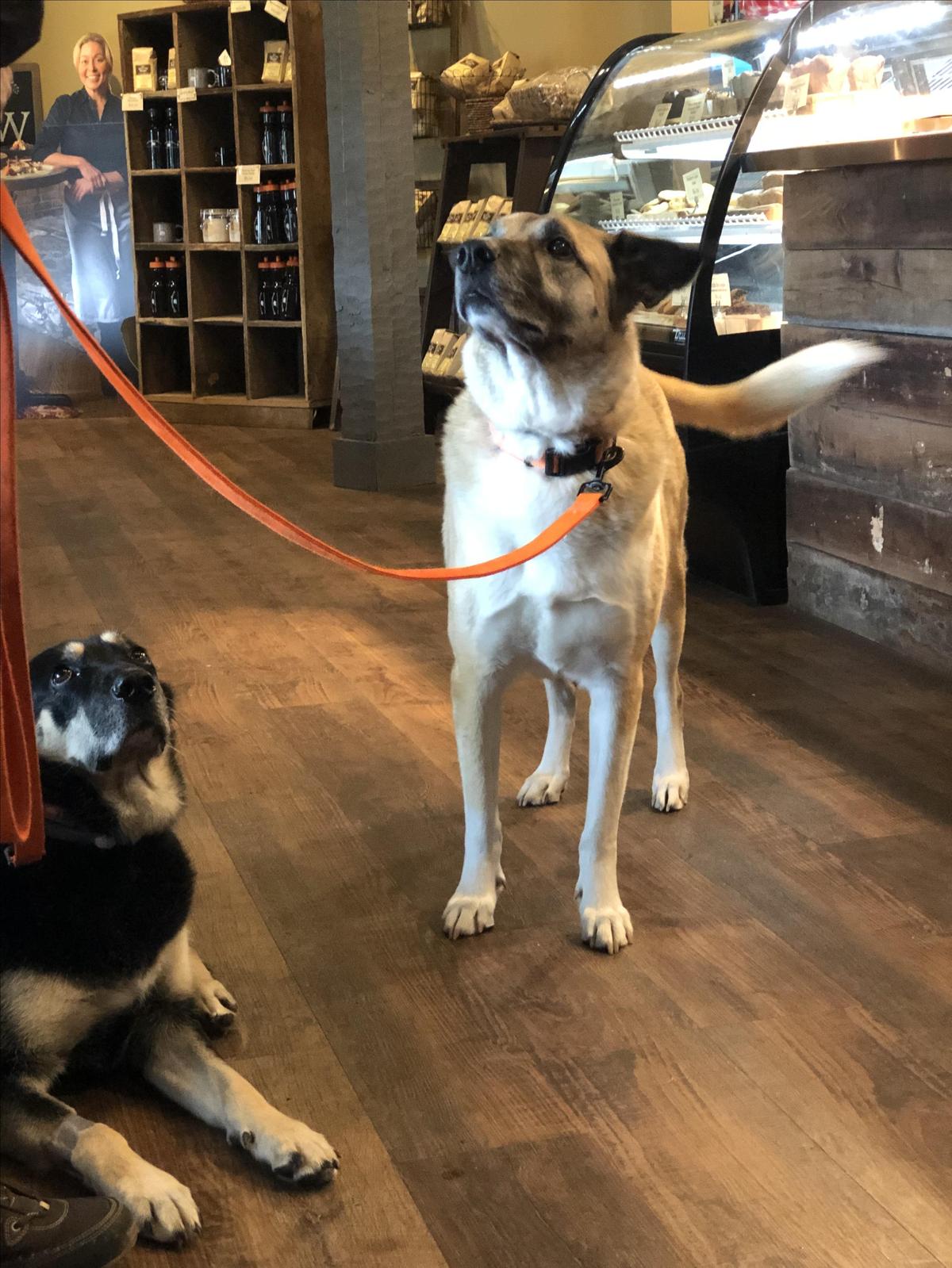Getting a pup-acino from The Dancing Bean