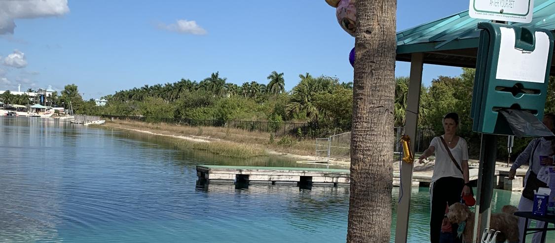 Dog Friendly Dania Beach, FL