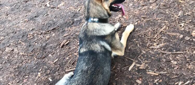 Dog Friendly Weeki Wachee, FL