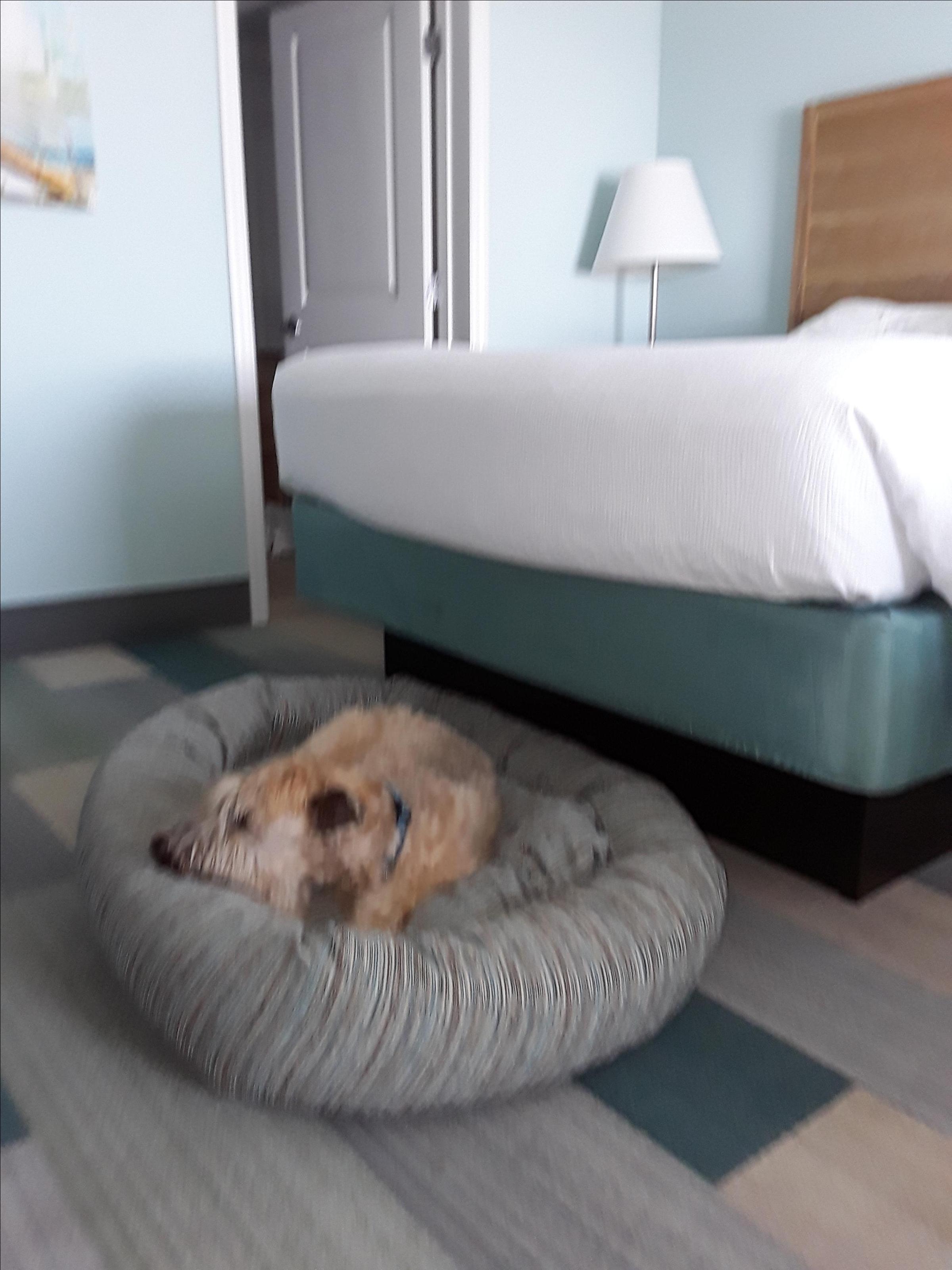 Holiday Inn Resort Jekyll Island Pet Policy