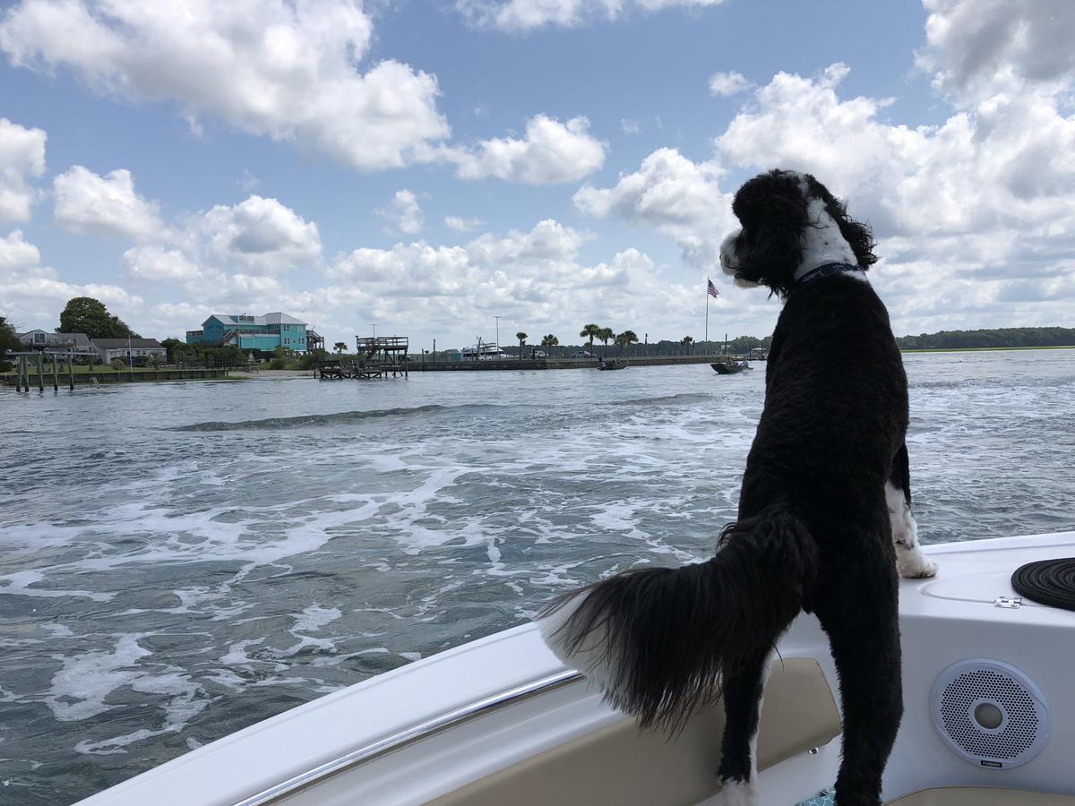 Marlin - To Inlet View ‘Er Bust