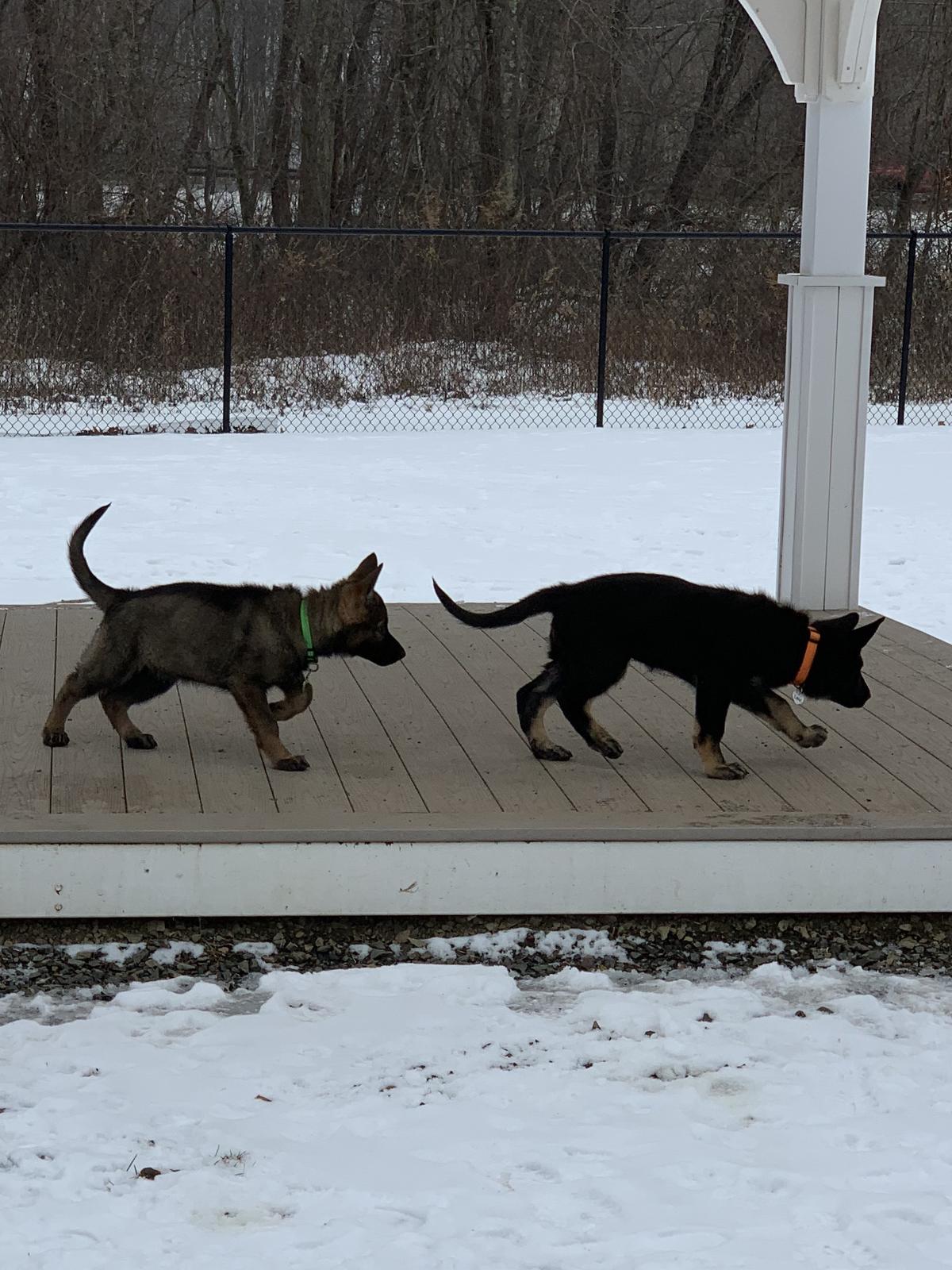 Puppies!