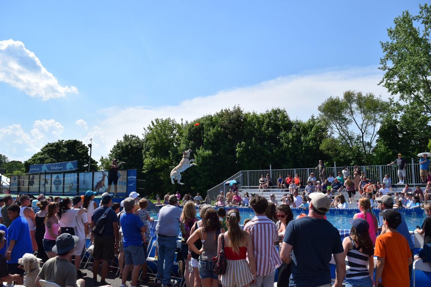 The Frankenmuth Dog Bowl is the world's largest Olympic style dog event.