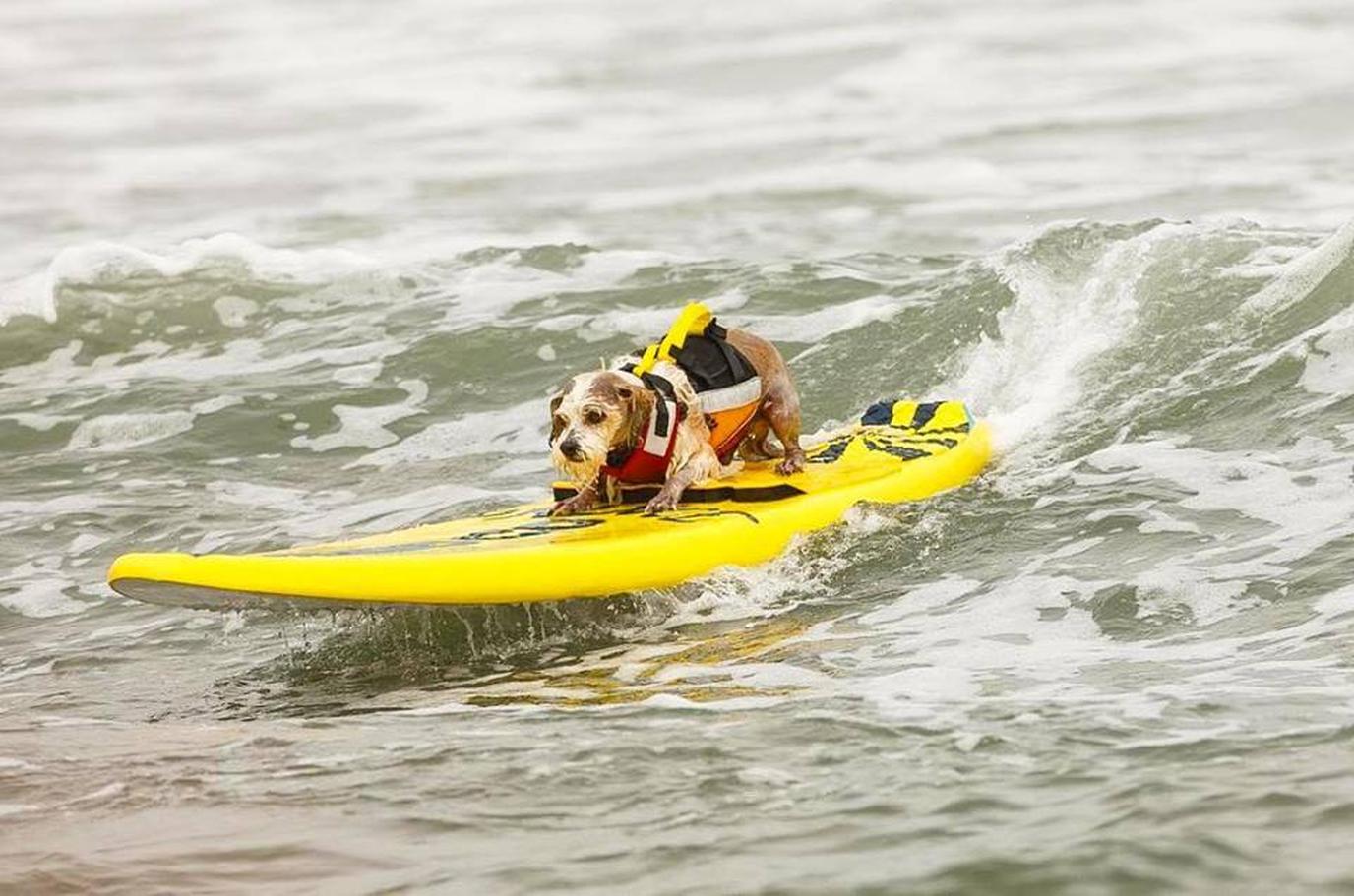 Dogs who love the water won't want to miss this dog event!