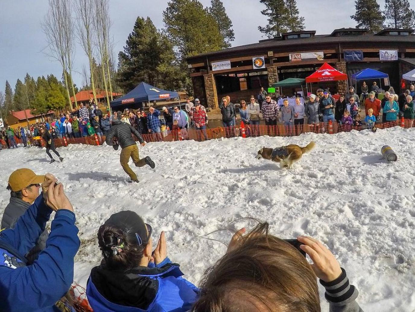 The K9 Keg Pull is a dog event that tests your dog's stamina and your love of beer!