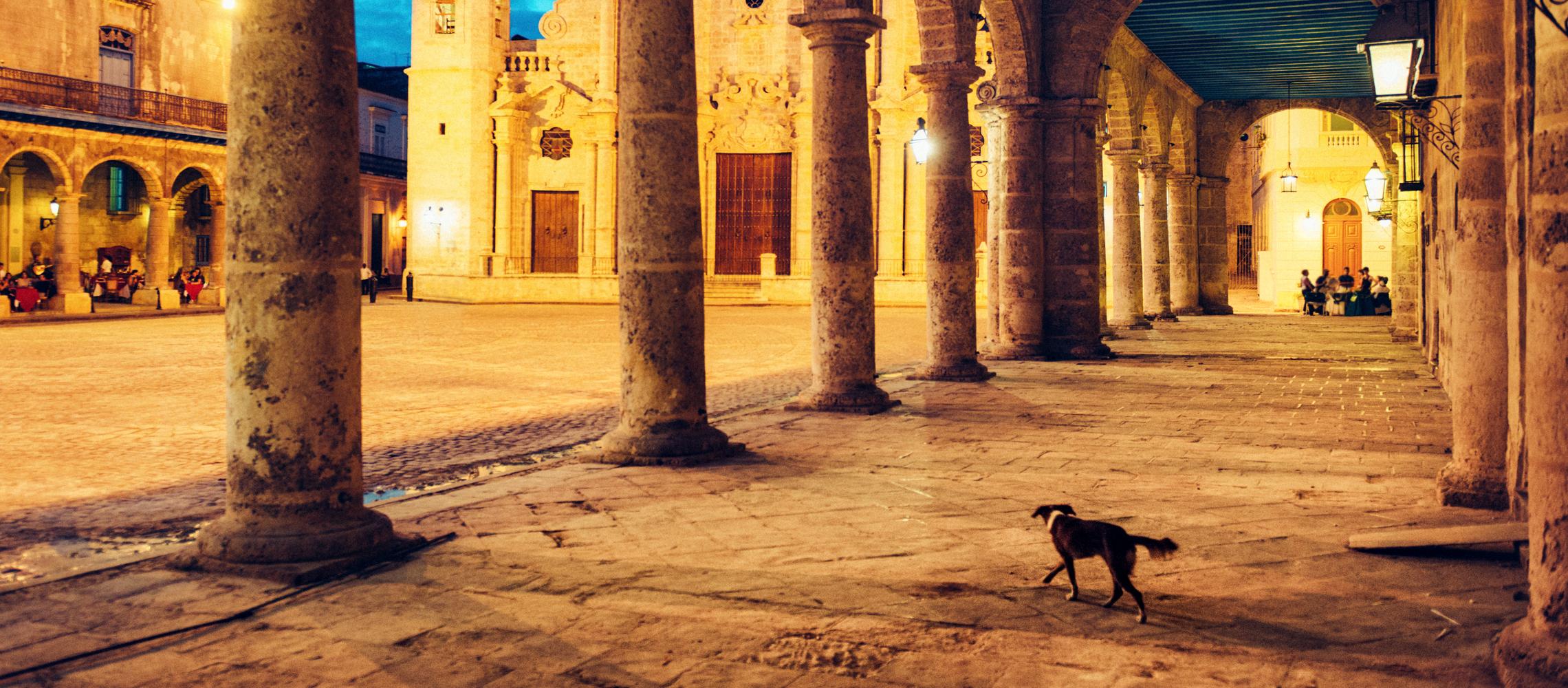 Dog Friendly Cuba