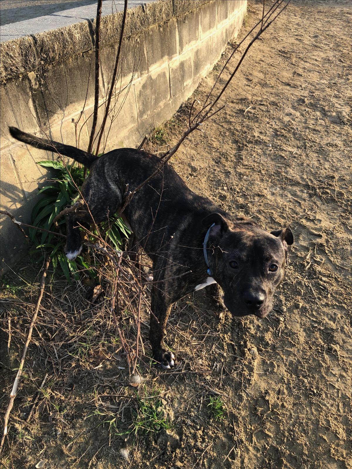 Jax at James island county Park
