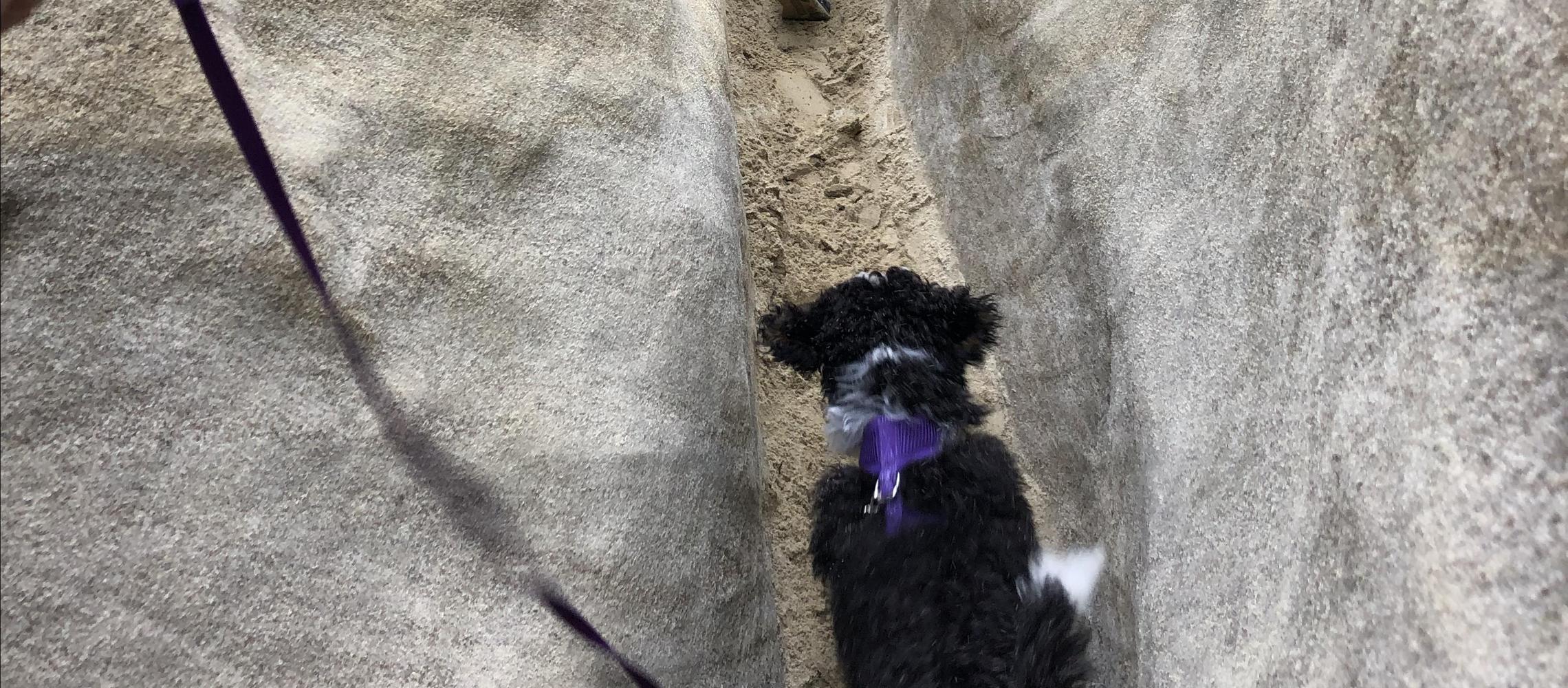 Dog Friendly Solana Beach, CA