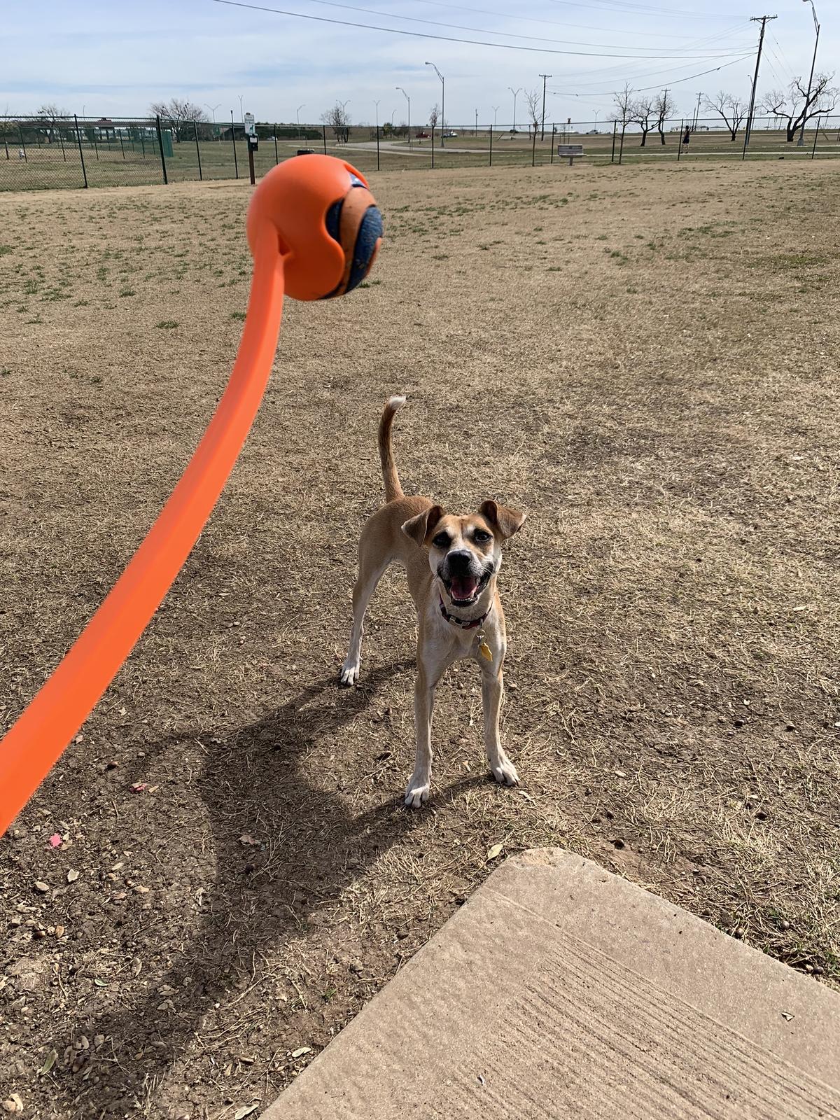 Dog Friendly Abilene Tx Bringfido
