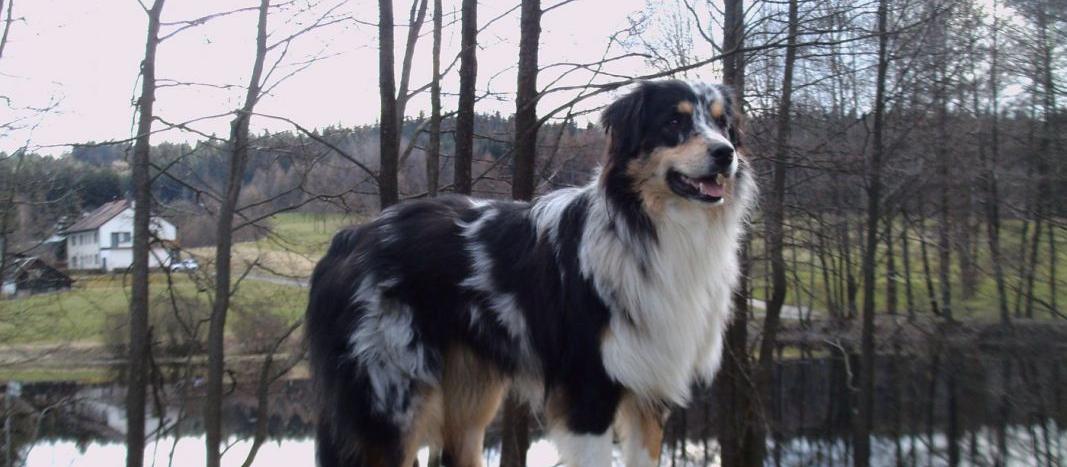 Dog Friendly Dafins, AT