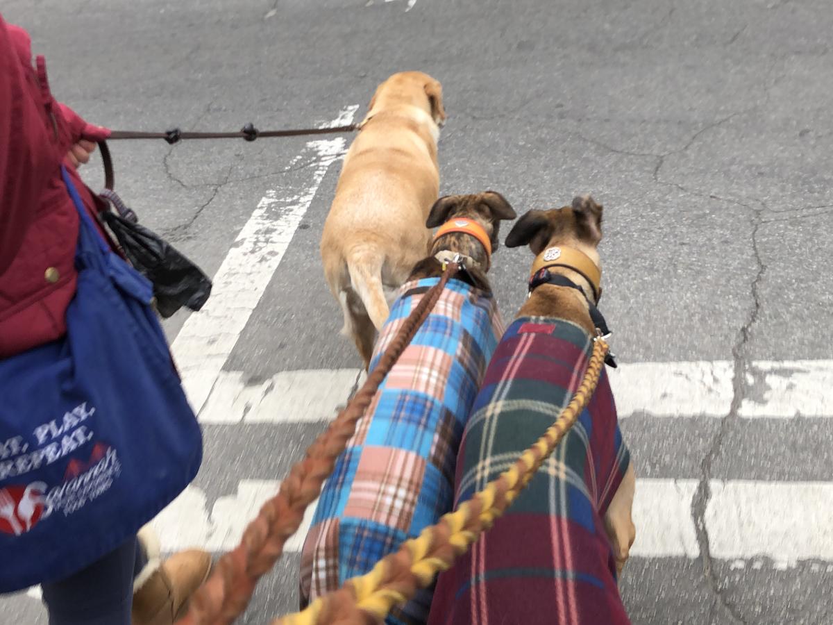 Two Greyhounds & Our Guide Dog