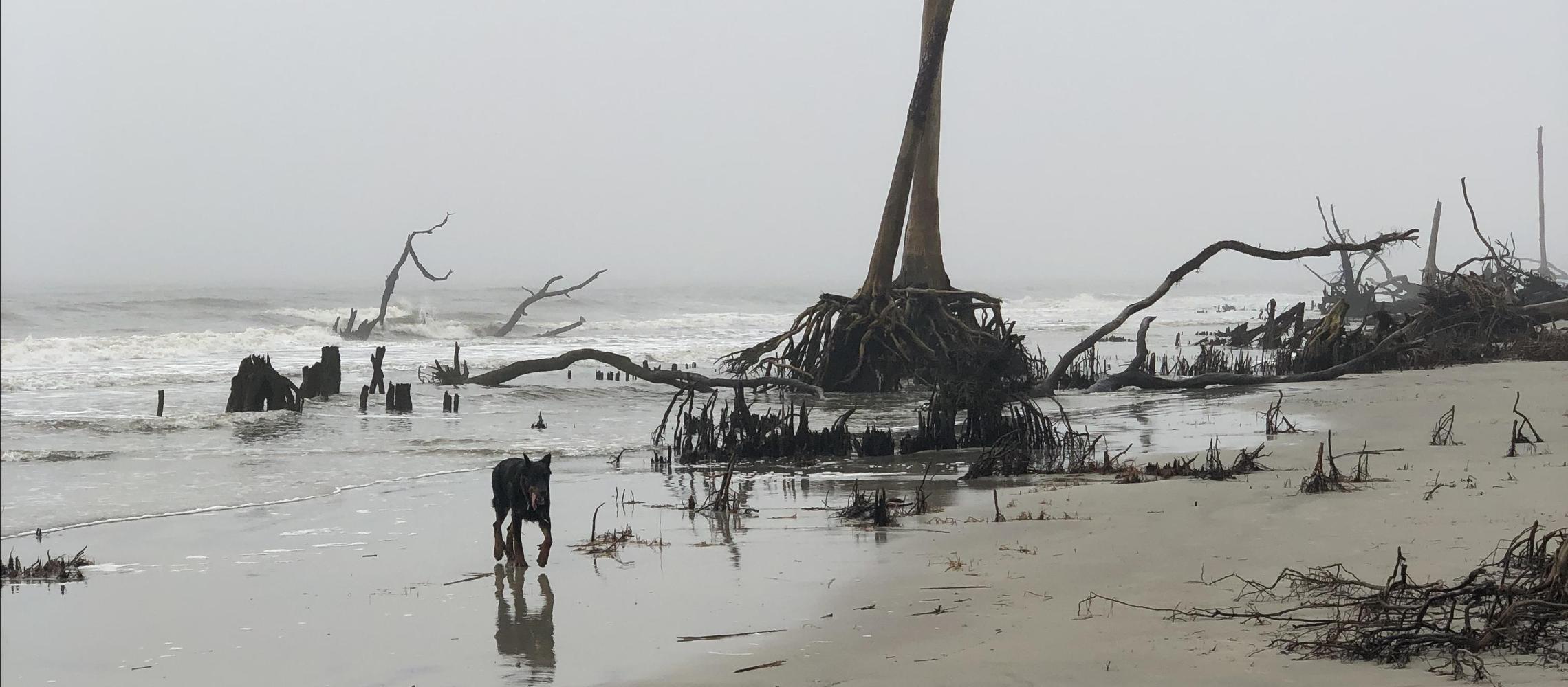 Dog Friendly Hunting Island, SC