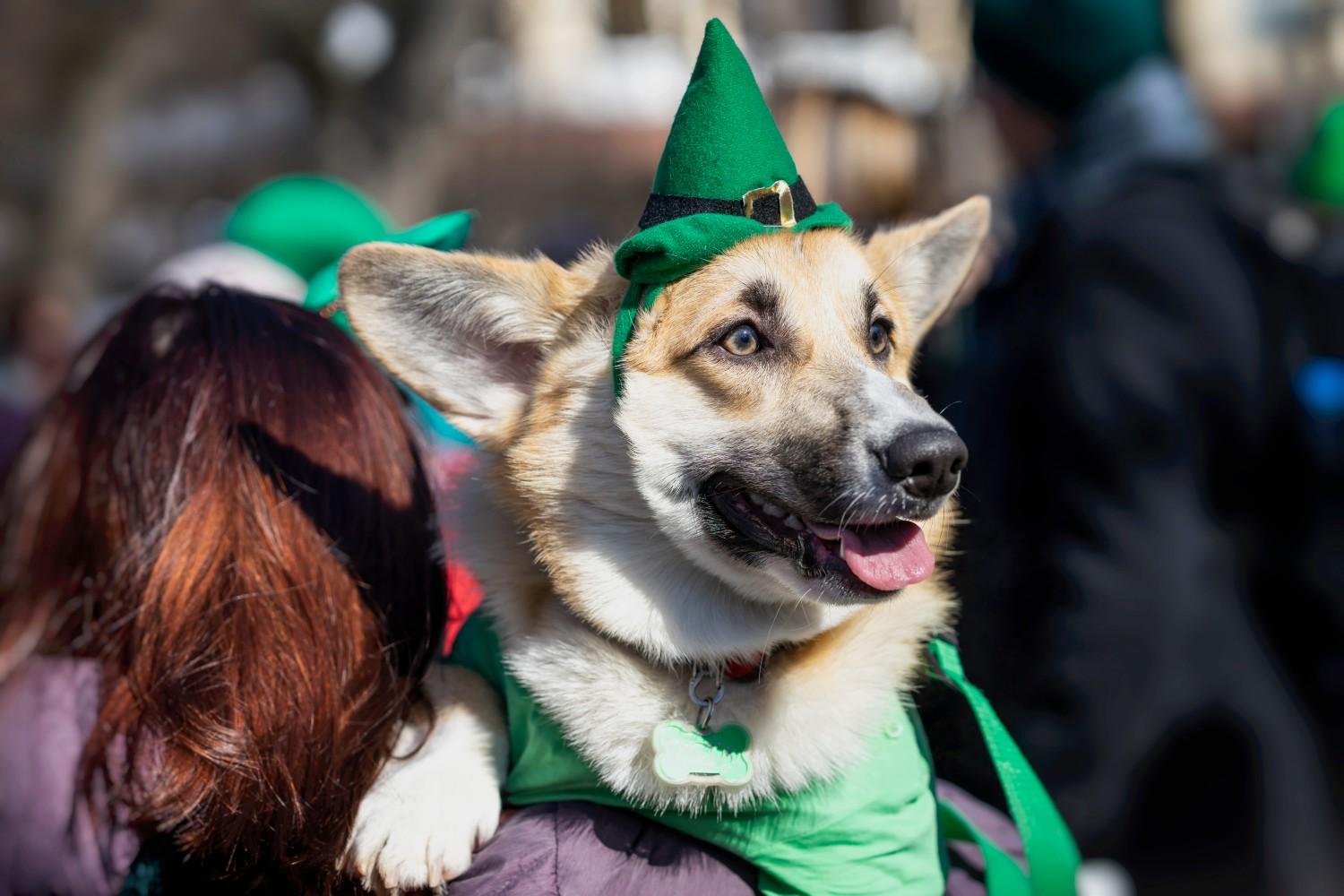 St. Patrick's Day Parades That Welcome Pups