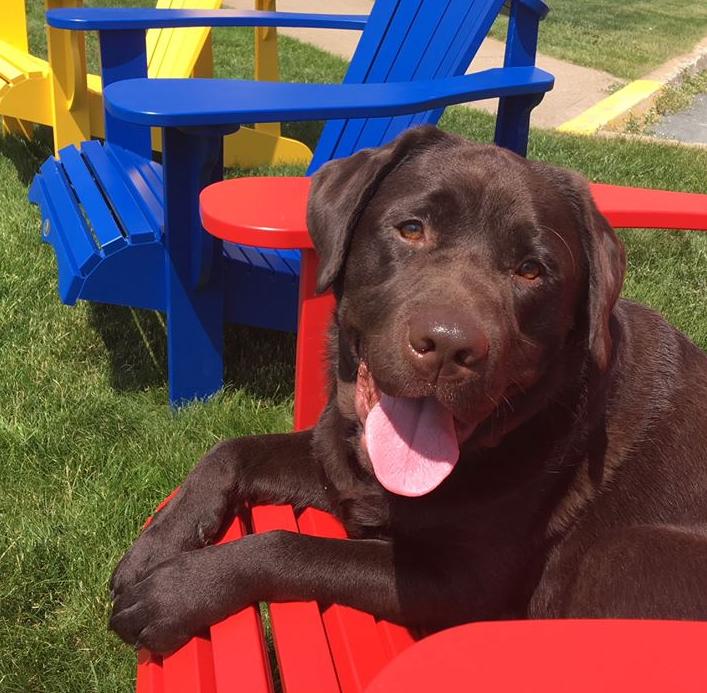 44 HQ Photos Best Western Fairfax Pet Policy - Best Western Plus Fernie Mountain Lodge: 2020 Pictures ...