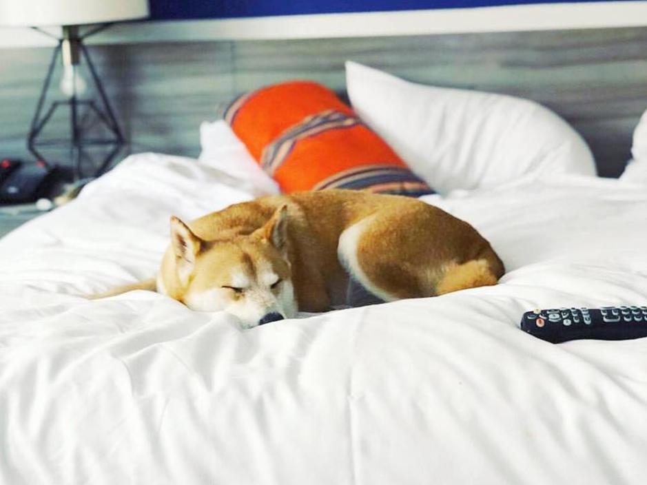 Kimpton Hotel Palomar Washington Dc Pet Policy