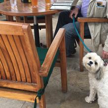 Altdorf Biergarten restaurant view 9