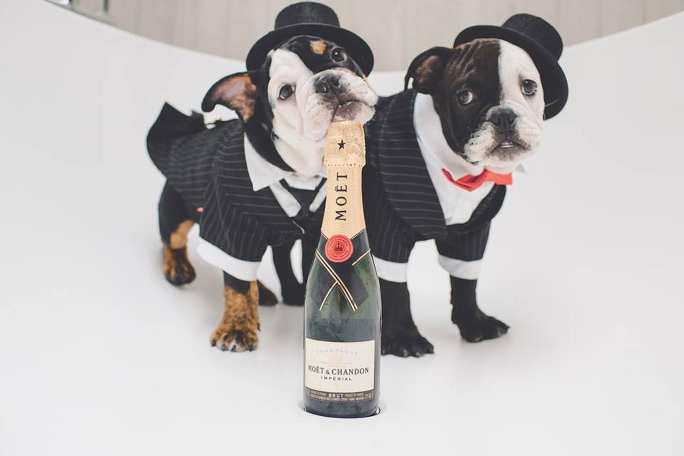 Meet two furry reasons to stay at the London West Hollywood, a chic pet-friendly hotel.