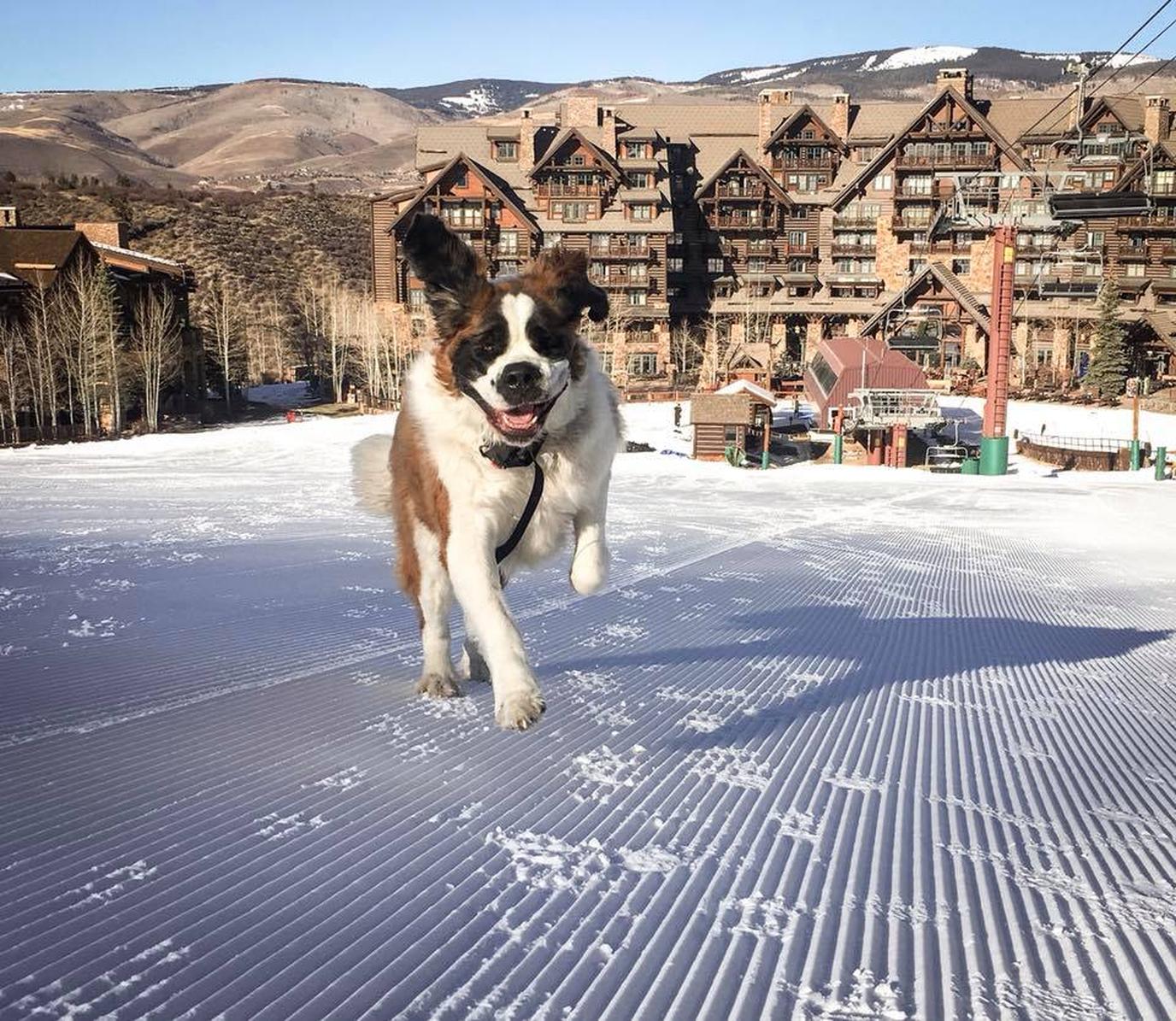 The Ritz Carlton, Bachelor Gulch is a pet-friendly resort with a human-friendly mascot!